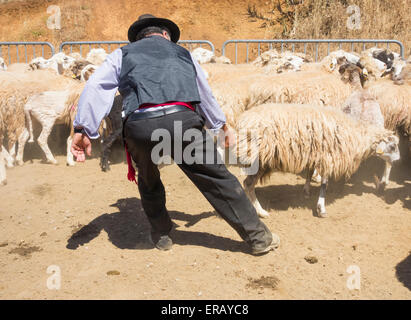 Sabato, 30 maggio 2015, Gran Canaria, Isole Canarie, Spagna. Più di trenta agricoltori raccolgono nel villaggio di montagna di pecore di taglio a mano ad annuale "Fiesta de La lana' (lana festival) su ' Dia de Canarias' Canarian Giornata Nazionale. Credito: ALANDAWSONPHOTOGRAPHY/Alamy Live News Foto Stock