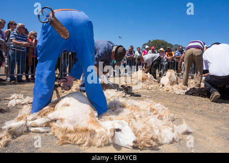 Sabato, 30 maggio 2015, Gran Canaria, Isole Canarie, Spagna. Più di trenta agricoltori raccolgono nel villaggio di montagna di pecore di taglio a mano ad annuale "Fiesta de La lana' (lana festival) su ' Dia de Canarias' Canarian Giornata Nazionale. Credito: ALANDAWSONPHOTOGRAPHY/Alamy Live News Foto Stock