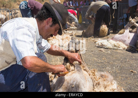 Sabato, 30 maggio 2015, Gran Canaria, Isole Canarie, Spagna. Più di trenta agricoltori raccolgono nel villaggio di montagna di pecore di taglio a mano ad annuale "Fiesta de La lana' (lana festival) su ' Dia de Canarias' Canarian Giornata Nazionale. Credito: ALANDAWSONPHOTOGRAPHY/Alamy Live News Foto Stock