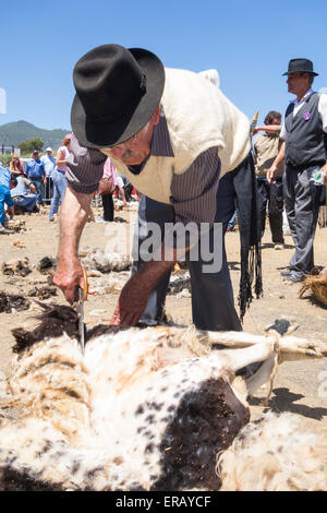 Sabato, 30 maggio 2015, Gran Canaria, Isole Canarie, Spagna. Più di trenta agricoltori raccolgono nel villaggio di montagna di pecore di taglio a mano ad annuale "Fiesta de La lana' (lana festival) su ' Dia de Canarias' Canarian Giornata Nazionale. Credito: ALANDAWSONPHOTOGRAPHY/Alamy Live News Foto Stock