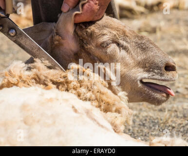 Sabato, 30 maggio 2015, Gran Canaria, Isole Canarie, Spagna. Più di trenta agricoltori raccolgono nel villaggio di montagna di pecore di taglio a mano ad annuale "Fiesta de La lana' (lana festival) su ' Dia de Canarias' Canarian Giornata Nazionale. Credito: ALANDAWSONPHOTOGRAPHY/Alamy Live News Foto Stock