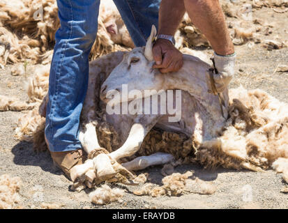 Sabato, 30 maggio 2015, Gran Canaria, Isole Canarie, Spagna. Più di trenta agricoltori raccolgono nel villaggio di montagna di pecore di taglio a mano ad annuale "Fiesta de La lana' (lana festival) su ' Dia de Canarias' Canarian Giornata Nazionale. Credito: ALANDAWSONPHOTOGRAPHY/Alamy Live News Foto Stock