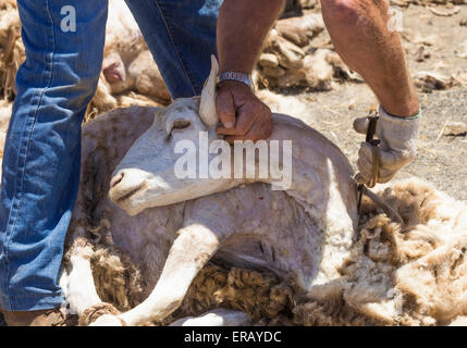 Sabato, 30 maggio 2015, Gran Canaria, Isole Canarie, Spagna. Più di trenta agricoltori raccolgono nel villaggio di montagna di pecore di taglio a mano ad annuale "Fiesta de La lana' (lana festival) su ' Dia de Canarias' Canarian Giornata Nazionale. Credito: ALANDAWSONPHOTOGRAPHY/Alamy Live News Foto Stock