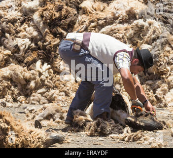 Sabato, 30 maggio 2015, Gran Canaria, Isole Canarie, Spagna. Più di trenta agricoltori raccolgono nel villaggio di montagna di pecore di taglio a mano ad annuale "Fiesta de La lana' (lana festival) su ' Dia de Canarias' Canarian Giornata Nazionale. Credito: ALANDAWSONPHOTOGRAPHY/Alamy Live News Foto Stock