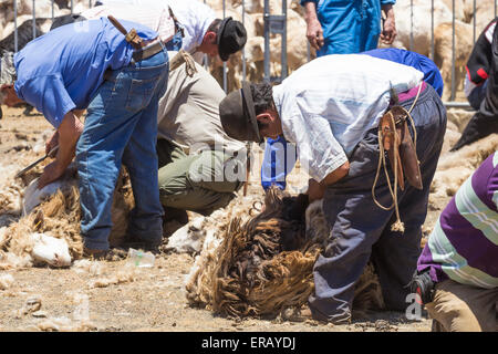 Sabato, 30 maggio 2015, Gran Canaria, Isole Canarie, Spagna. Più di trenta agricoltori raccolgono nel villaggio di montagna di pecore di taglio a mano ad annuale "Fiesta de La lana' (lana festival) su ' Dia de Canarias' Canarian Giornata Nazionale. Credito: ALANDAWSONPHOTOGRAPHY/Alamy Live News Foto Stock