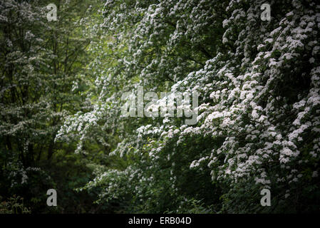 Biancospino (Craetegus Monogyna) piena di fiori bianchi nella campagna inglese. Foto Stock