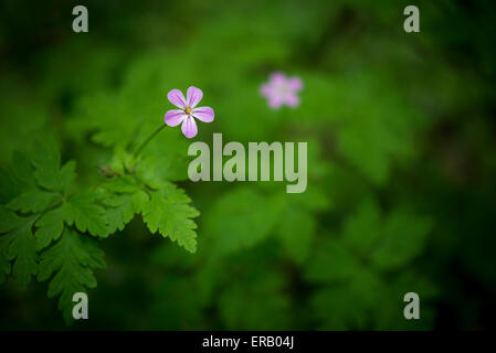 Minuscoli fiori rosa di un Geranium robertianum pianta con profonda foglie verdi. Foto Stock