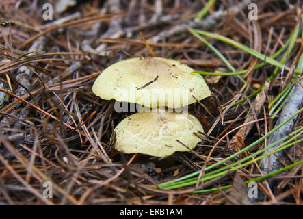 I funghi commestibili le foreste di conifere - Suillus. Foto Stock