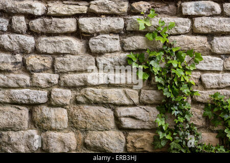 Sfondi - Un antico muro di pietra con ivy crescendo. Foto Stock