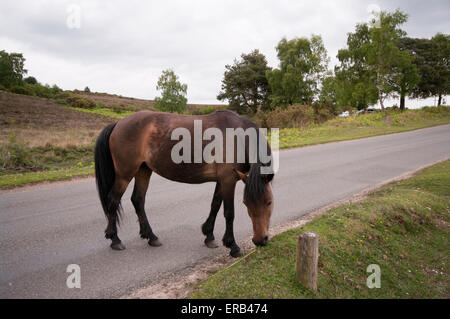 New Forest Pony pascolare su strada nella nuova foresta Hampshire England Regno Unito Foto Stock