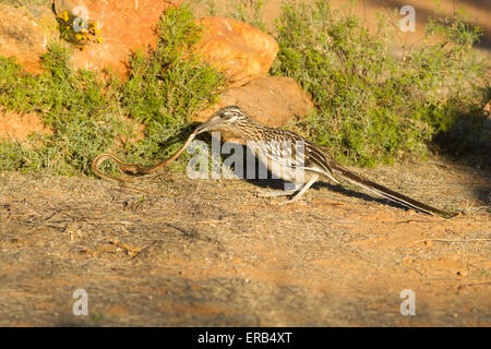 Maggiore Roadrunner Geococcyx californianus Amado, Santa Cruz County, Arizona, Stati Uniti 19 Maggio immaturo con Western Pa Foto Stock