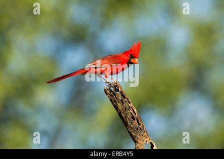 Il Cardinale nord Cardinalis cardinalis Amado, Santa Cruz County, Arizona, Stati Uniti 15 Maggio maschio adulto il cardinale Foto Stock