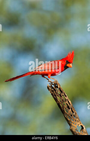 Il Cardinale nord Cardinalis cardinalis Amado, Santa Cruz County, Arizona, Stati Uniti 15 Maggio maschio adulto il cardinale Foto Stock