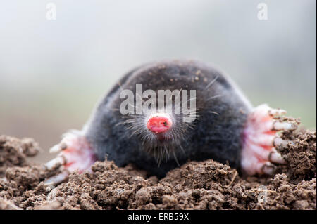 Mole comune al di sopra del suolo, mostrando forte piedi anteriori utilizzati per corse di scavo sotterraneo. Talpa europaea. Foto Stock