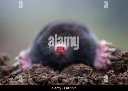 Mole comune al di sopra del suolo, mostrando forte piedi anteriori utilizzati per corse di scavo sotterraneo. Talpa europaea. Foto Stock