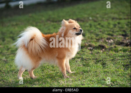 Spitz tedesco cane correndo in campo, Yorkshire, Regno Unito. Foto Stock