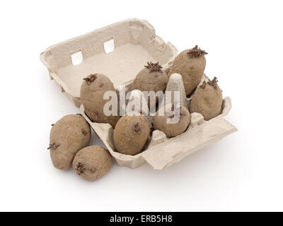 La molla del giardinaggio. Tuberi seme di patate chitting, su bianco. Foto Stock