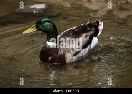 Maschi di anatra selvatica (Anas platyrhynchos), noto anche come il germano reale presso lo Zoo di Praga, Repubblica Ceca. Foto Stock