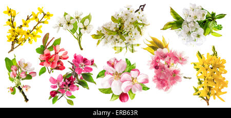 Fiore del melo, ramoscello di ciliegio, pera, coltivazione. Set di fiori di primavera isolato su sfondo bianco Foto Stock