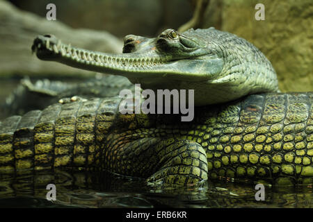 Gharial (Gavialis gangeticus), sa anche come la gavial presso lo Zoo di Praga, Repubblica Ceca. Foto Stock