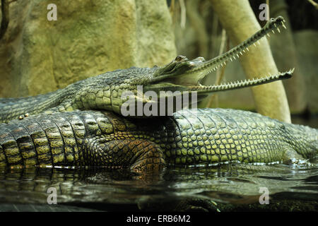 Gharial (Gavialis gangeticus), sa anche come la gavial presso lo Zoo di Praga, Repubblica Ceca. Foto Stock