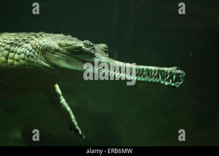 Gharial (Gavialis gangeticus), sa anche come la gavial presso lo Zoo di Praga, Repubblica Ceca. Foto Stock