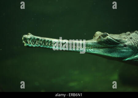 Gharial (Gavialis gangeticus), sa anche come la gavial presso lo Zoo di Praga, Repubblica Ceca. Foto Stock