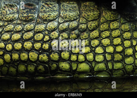 La texture della pelle. Gharial (Gavialis gangeticus), sa anche come la gavial. Foto Stock