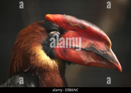 Rufous hornbill (Buceros hydrocorax), noto anche come il filippino hornbill presso lo Zoo di Praga, Repubblica Ceca. Foto Stock