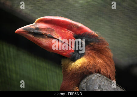 Rufous hornbill (Buceros hydrocorax), noto anche come il filippino hornbill presso lo Zoo di Praga, Repubblica Ceca. Foto Stock