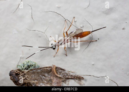 Ichneumon Wasp, femmina Mesostenus (sp) Foto Stock