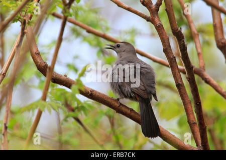 Grigio (catbird Dumetella carolinensis) Foto Stock