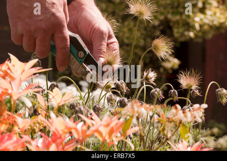 Il giardiniere è occupato rimozione sbiadito fiori nel giardino Foto Stock