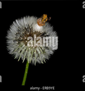 La natura particolare. Taraxacum officinale tarassaco seme head aka orologio. Foto Stock