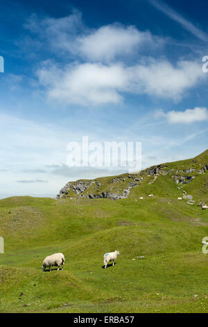 Il Galles, Carmarthenshire, Mynydd Du, Foel Fawr, pecore al pascolo nella vecchia cava di calcare Foto Stock