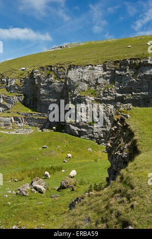 Il Galles, Carmarthenshire, Mynydd Du, Foel Fawr, pecore al pascolo nella vecchia cava di calcare Foto Stock