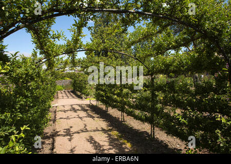 Il Galles, Carmarthenshire, Llangathen, Aberglasney Gardens, abbassare il giardino murato pergola Foto Stock