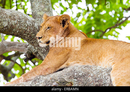 Tree Climbing lion riposa in Africa Foto Stock