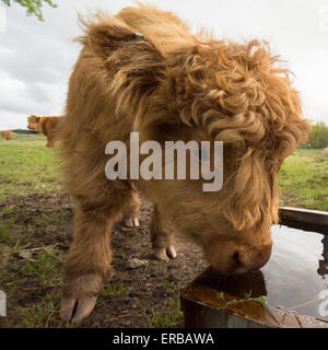 Highland vitello in campo bere dal trogolo di acqua - Scozia, Regno Unito Foto Stock