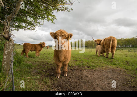 Highland bovini in Scozia - mucca con vitelli Foto Stock