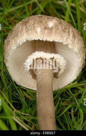 Ombrellone fungo Macrolepiota procera, funghi che crescono su terreno nel campo di erba sotto i larici, Valle della flotta, Dumfries & Galloway, Scozia Foto Stock