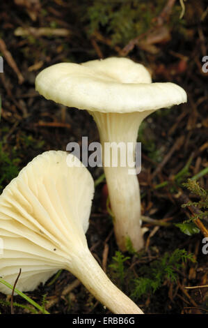 Snowy Waxcap, Hygrocybe virginea, funghi che crescono su terreno nel bosco misto, Valle della flotta, Dumfries & Galloway, Scozia Foto Stock