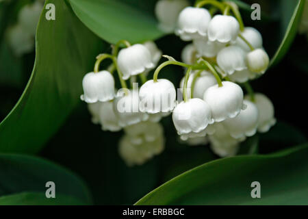 Il giglio della valle "convallaria majalis Foto Stock