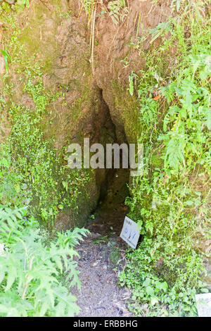 Upcast di Mabu Ryugenji albero della miniera d'argento di Iwami Ginzan paesaggio culturale, prefettura di Shimane, Giappone Foto Stock