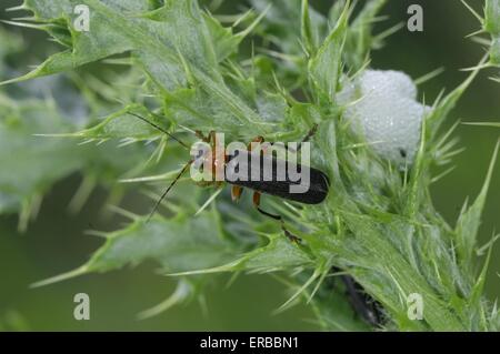 Soldato Beetle (Cantharis rustica) su thistle vicino a cucù-spit Ardenne - Belgio Foto Stock