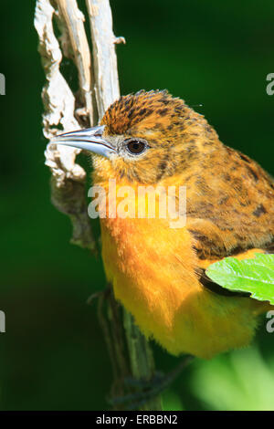 Femmina Rigogolo Baltimore (Icterus galbula) durante la migrazione a molla Foto Stock