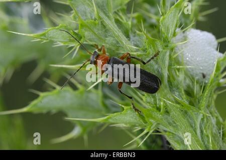 Soldato Beetle (Cantharis rustica) su thistle vicino a cucù-spit Ardenne - Belgio Foto Stock