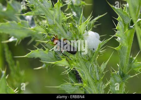 Soldato Beetle (Cantharis rustica) su thistle vicino a cucù-spit Ardenne - Belgio Foto Stock
