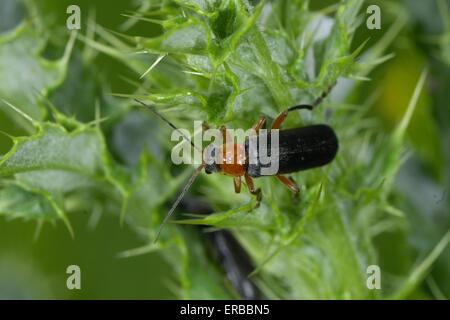 Soldato Beetle (Cantharis rustica) su thistle Foto Stock