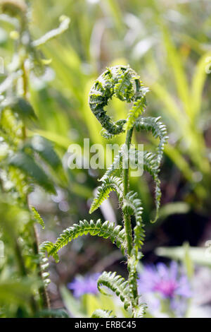 "Polystichum setiferum' Foto Stock